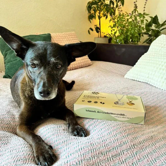 Alter Hund auf Sofa mit einem Abdruck Set von Nose and Soul Jewelry daneben