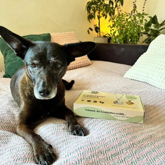 Alter Hund auf Sofa mit einem Abdruck Set von Nose and Soul Jewelry daneben