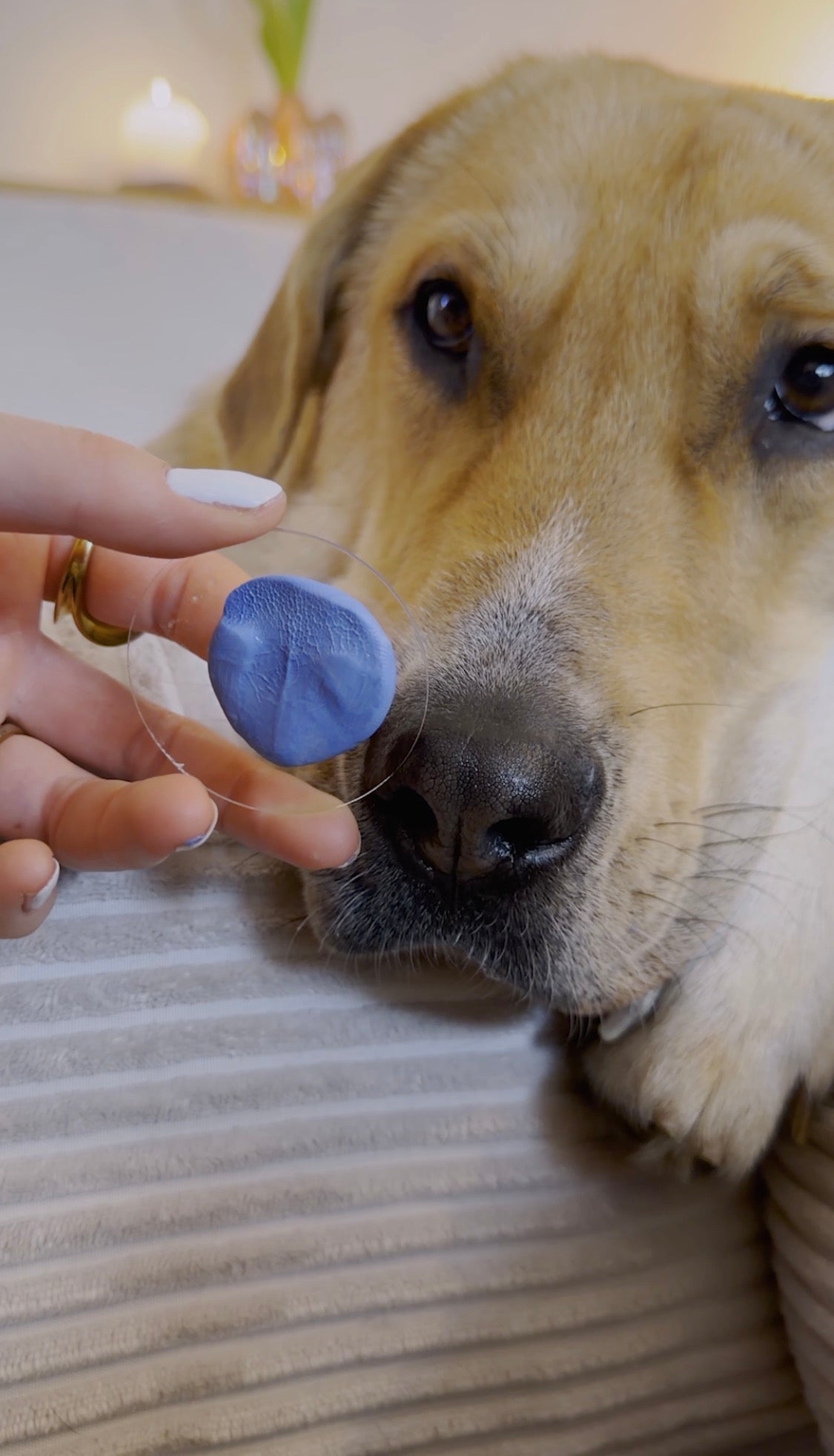 beiger Hund mit Hundenasen Abdruck aus Silikon für Schmuck von Hundenase