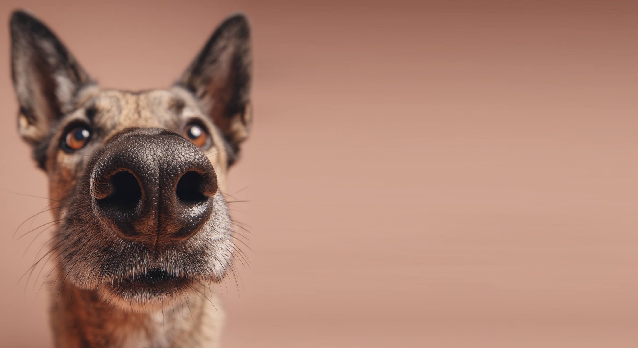 Hundegesicht mit Schnauze frontal