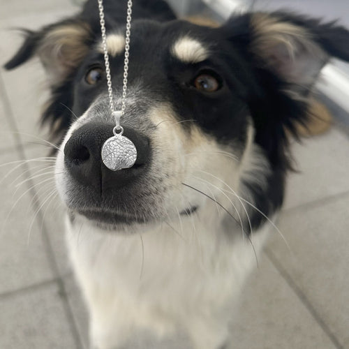 weiß-schwarzer Hund schnüffelt an Kette mit anhänger 