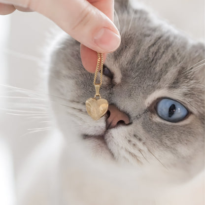 graue Katze mit Katzennasen Abdruck Schmuck neben ihrer Nase